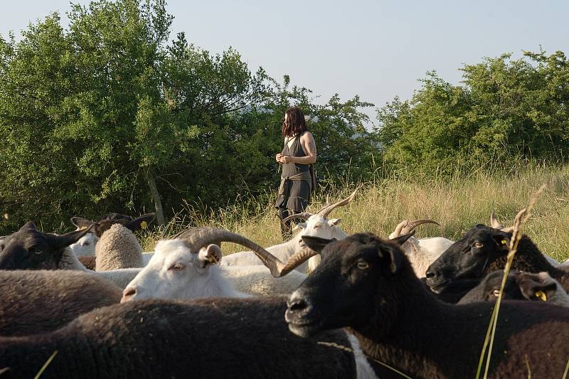 Volná pastva ovcí a koz se vrátila po dlouhé době na jihomoravskou Pálavu. Se stádem vyráží denně na svahy Stolové hory mladá pastýřka Kamila Zavadilová.