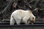 Bílý grizzly byl zpozorován i na jiných místech Národního parku Banff