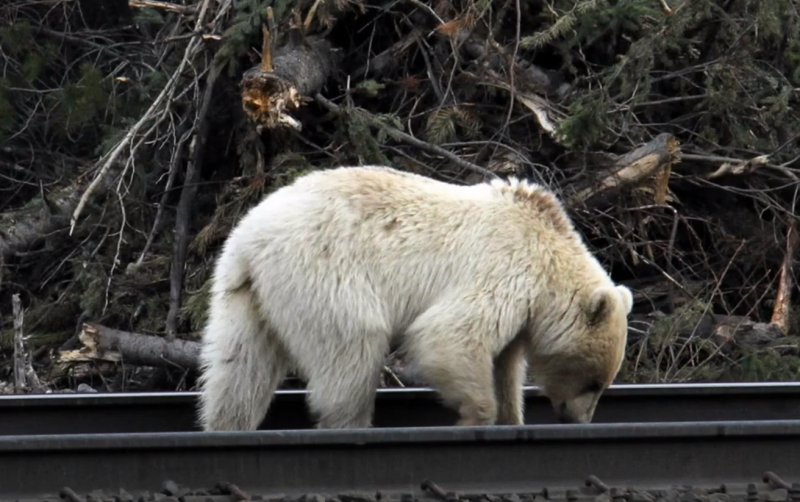 Bílý grizzly byl zpozorován i na jiných místech Národního parku Banff