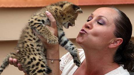 Královédvorské zoo se odchov servalů daří. Kmotrou jednoho z nich byla zpěvačka Bára Basiková.