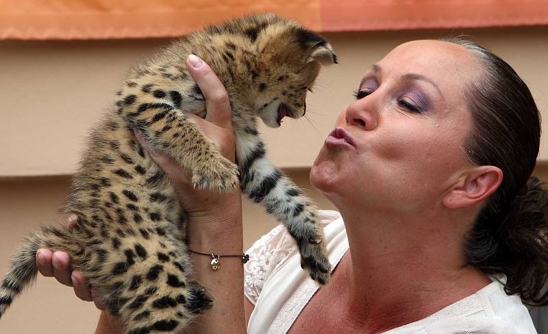 Královédvorské zoo se odchov servalů daří. Kmotrou jednoho z nich byla zpěvačka Bára Basiková.