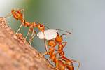 Mravenci si spolu staví obydlí i shánějí potravu.