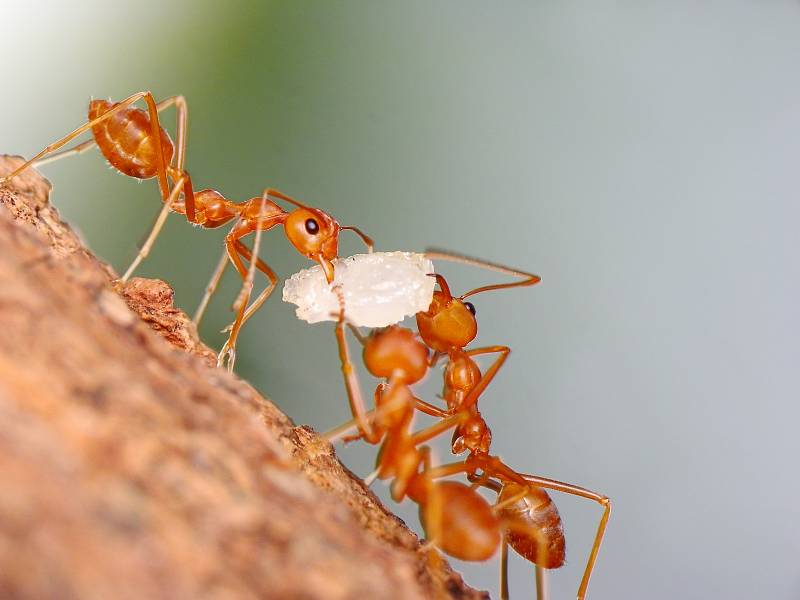 Mravenci si spolu staví obydlí i shánějí potravu.