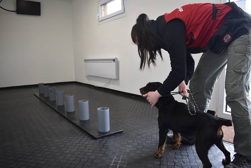 Psi cvičí testování na vyhledávání vzorků od covidových pacientů.