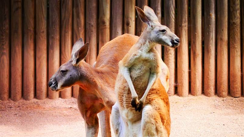 Klokan rudý (Macropus rufus)