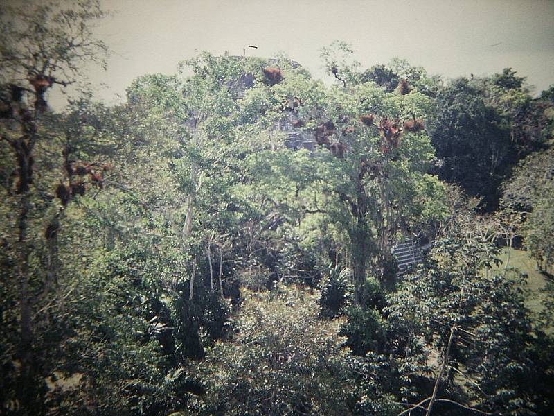 Ruiny nejrozlehlejšího mayského starověkého města Tikal na území dnešní Guatemaly