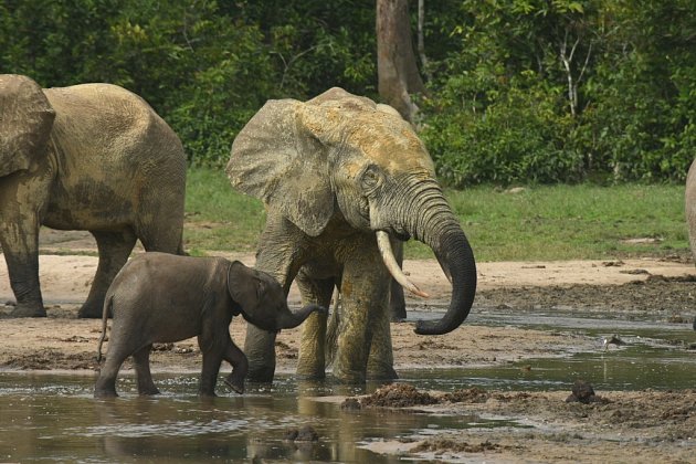 Dokument The Elephangelist je příběh o neúnavném nasazení při ochraně slonů před vyhynutím