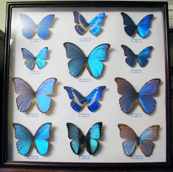 Sbírka motýlů Morpho.