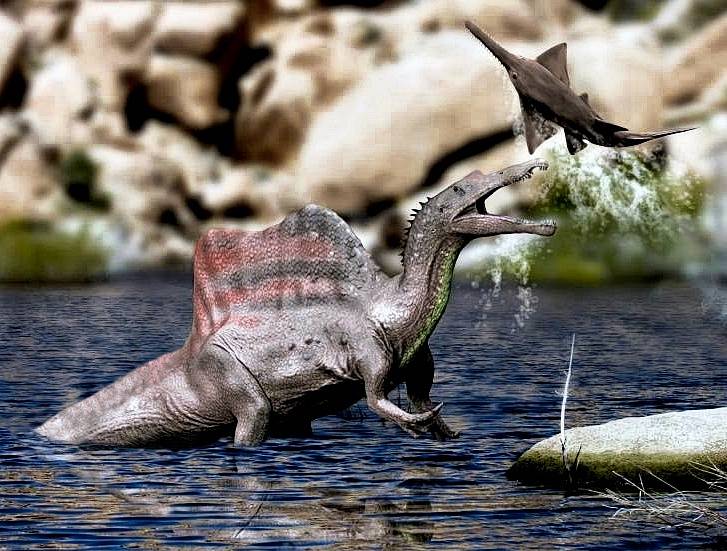 Jedna z ilustrací zobrazujících, jak mohl spinosaurus lovit ve vodě. Tento obrázek je zobrazením lovu, jak si jej představuje druhý názorový proud vědců. Podle nich spinosaurus pouze ve vodě stál, ovšem nepronásledoval kořist pod hladinou.