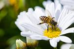 Pokud chcete přilákat na svou květinovou louku včelky, motýly nebo další opylovače, měli byste jim uchystat takovou skladbu rostlin, která jim bude k dispozici od pozdního jara do podzimu