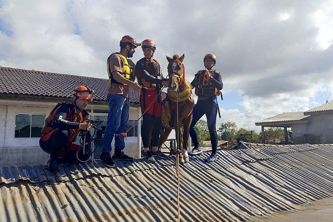 Vyčerpaného koně, kterého v Brazílii na střeše uvěznily záplavy, vysvobodili záchranáři.
