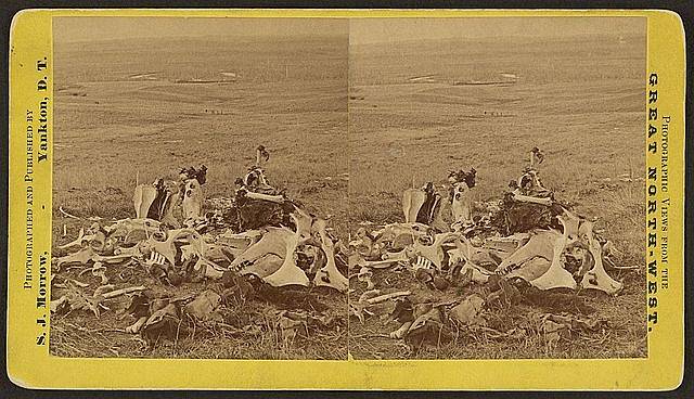Místo posledního boje generála Custera u Little Bighornu, pohled směrem k brodu a indiánské vesnici. Fotografie ukazuje hromadu kostí nalezených na místě bitvy
