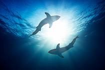 Rozmanitý svět člověku převážně neškodných žraloků fascinuje vědce natolik, že za posledních čtyřicet let rozšířili okruh jejich známých druhů o čtyřicet procent.