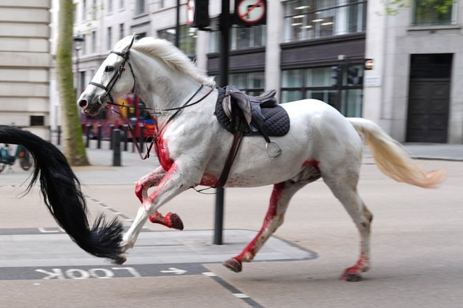 Splašení koně pobíhali ulicemi Londýna.