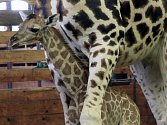 V dvorské zoo mohou návštěvníci vidět největší stádo žiraf chovaných mimo Afriku, nyní ve Dvoře žije 21 žiraf Rothschildových a 13 žiraf síťovaných.