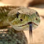 Hadi byli nejen zbraní biologickou, ale také psychologickou
