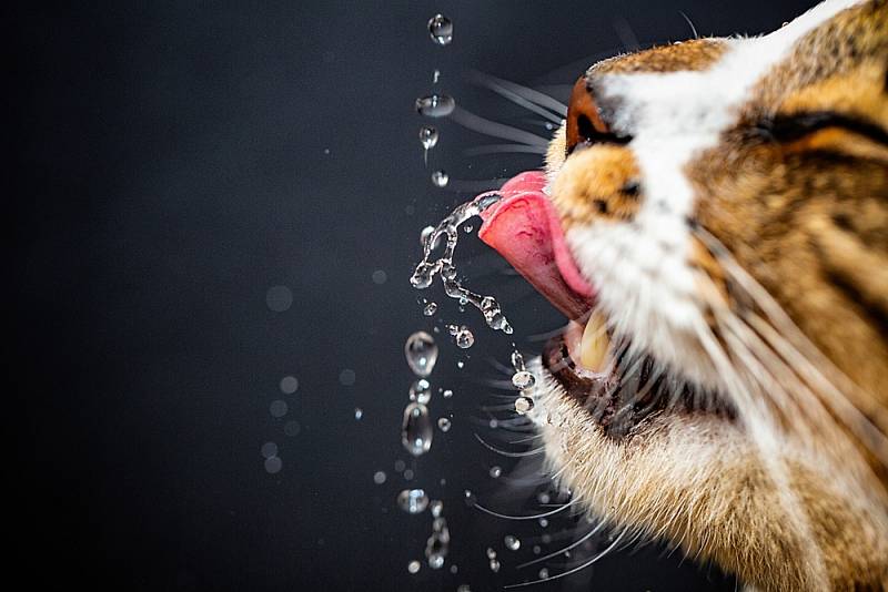Stejně jako pro člověka je voda důležitá také pro zvíře