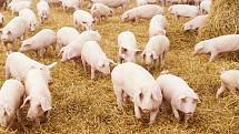 Chov prasat klade na chovatele podstatně větší nároky než chov jiných hospodářských zvířat