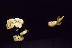 Originální úlomek čelisti hominida Homo antecessor v Muzeu lidské evoluce v Burgosu. Podle vědců měla tvář tohoto hominida moderní rysy