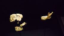 Originální úlomek čelisti hominida Homo antecessor v Muzeu lidské evoluce v Burgosu. Podle vědců měla tvář tohoto hominida moderní rysy