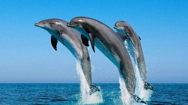 Delfíni, Turecká riviéra