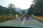 Roadtrip na Balkán: Krávy při průjezdu národním parkem Sutjeska