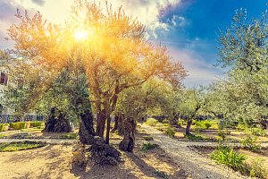 Getsemanská zahrada se nachází na úpatí Olivové hory na východní straně jeruzalémského Starého Města.