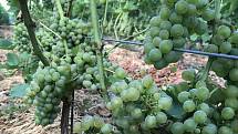 Plody vinohradu z Odrlic. 26. srpna 2020