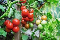 Pokud máte na zahradě keře obsypané rajčaty, byla by škoda, kdyby nedozrála.