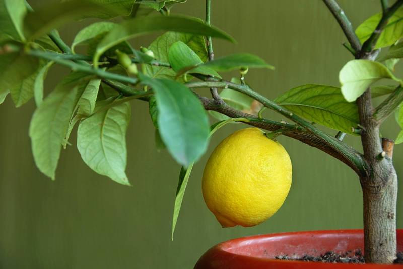 Subtropické citrusy potřebují dostatek světla a nižší teplotu.