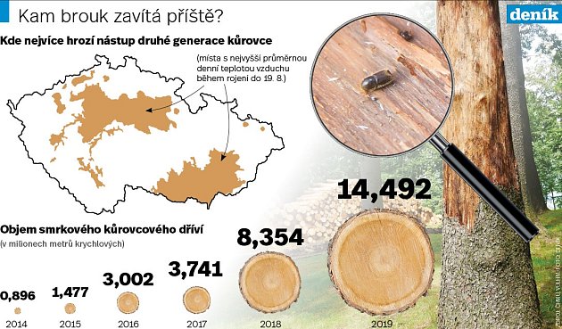 Kůrovec - Infografika