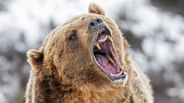 Medvěd grizzly.
