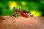 Komár Aedes aegypti přenáší virus žluté zimnice