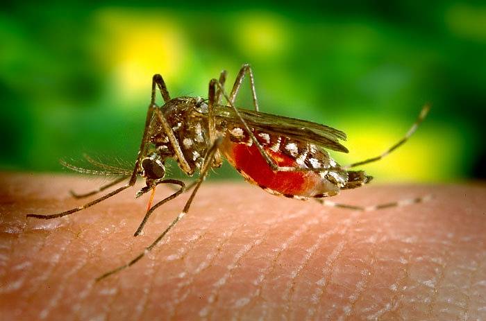 Komár Aedes aegypti přenáší virus žluté zimnice
