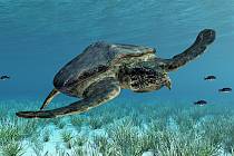 Vědci objevili největší mořskou želvu na území dnešní Evropy. I takto mohla v dávných dobách vypadat.
