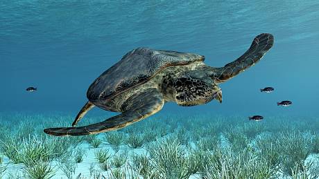 Vědci objevili největší mořskou želvu na území dnešní Evropy. I takto mohla v dávných dobách vypadat