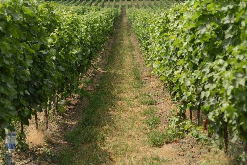 Dřív patřilo zarážení hory k vinařově největší události roku. Po této události byly vinice formálně uzavřeny a nesměl do nich vkročit nikdo kromě vinaře samotného.