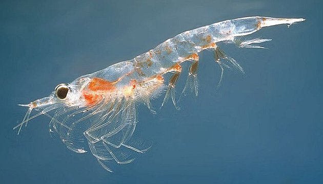 Zooplankton Krill, ilustrační foto.