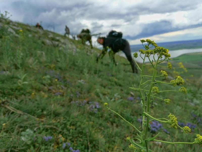 Dobrovolníci pomáhali ochráncům přírody na Pálavě likvidovat invazní boryt barvířský. Rostlina se žlutými květy se rozšířila zejména na jihovýchodně orientovaných bezlesých strmých svazích Děvína. V cenné rezervaci působí problémy. Vytrhává se ručně.