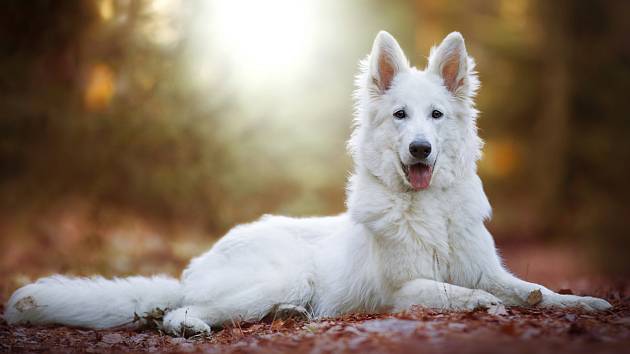 Překrásné plemeno bílých psů. Jedni z nejchytřejších a pracovně velmi dobrých psů paradoxně vznikli z vyřazených štěňat jiného plemene. A to právě kvůli nežádoucí bílé barvě. Poznáte toto krásné plemeno? 