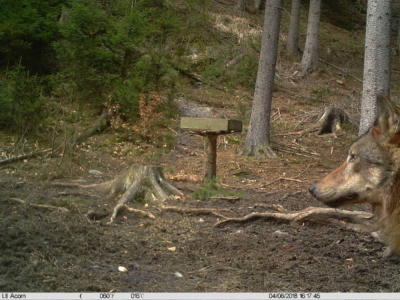 Fotografie vlků v Lužických horách, které zachytila fotopast