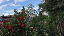 Keřovým růžím se daří i na obyčejné městské zahrádce u panláku