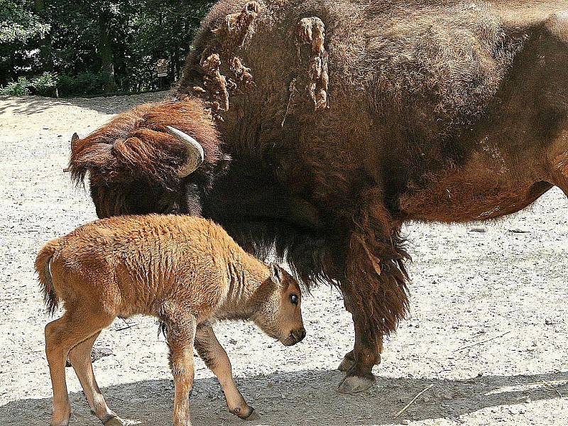 Do brněnské zoo přicestovaly nové přírůstky. 