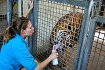 řináctiletého tygra se podařilo uspat a ošetřovatelka byla přepravena do nemocnice. Tam ale svým zraněním podlehla.