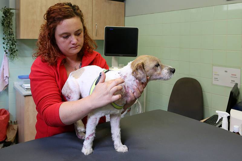 Veterinářka Markéta Janoušková ošetřuje čtyřletého týraného Jack Rusell teriéra na veterinární klinice v Kleisslově ulici na Roudné.