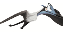 Jedna z ilustrací ptakoještěrů, neboli pterosaurů. Na snímku největší z pterosaurů, jací v pravěku žili.