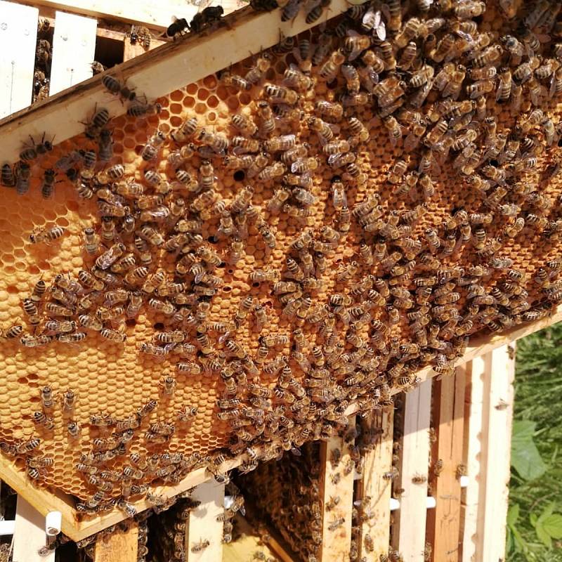 SPOKOJENÉ VČELKY. Základem úspěchu každého včelaře je mít zdravé včelstvo a dobře umístěné úly.