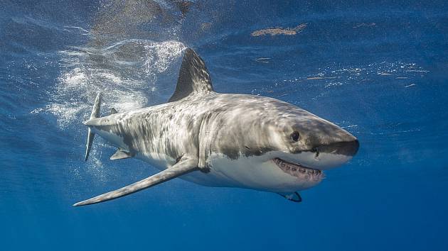 Žraloci nepřestávají člověka fascinovat. Deník přináší pět zajímavostí, které o nich většina lidí nezná