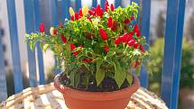 Pokud je na lodžii nebo balkoně dostatek slunečního svitu, budou skvělým tipem pro pěstování v menších nádobách malé chilli odrůdy papriček.