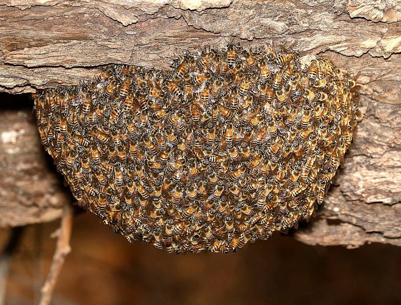 Při pohledu na včelí roj jen málokoho přepadne chuť